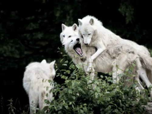 Une meute de loups aperçue en pleine rue (Vidéo)